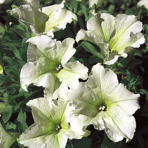 Petunia surfinia lime