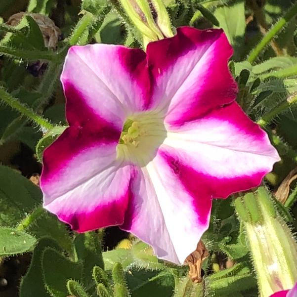Raspberry Swirl Petunia