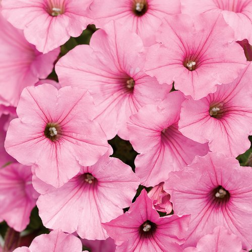 Petunia Supertunia Vista Bubblegum