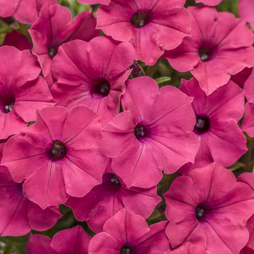 Petunia Supertunia Vista Fuchsia