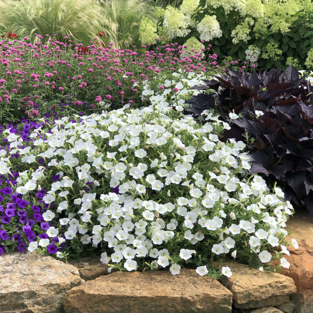 Petunia ST 'Vista Snowdrift'