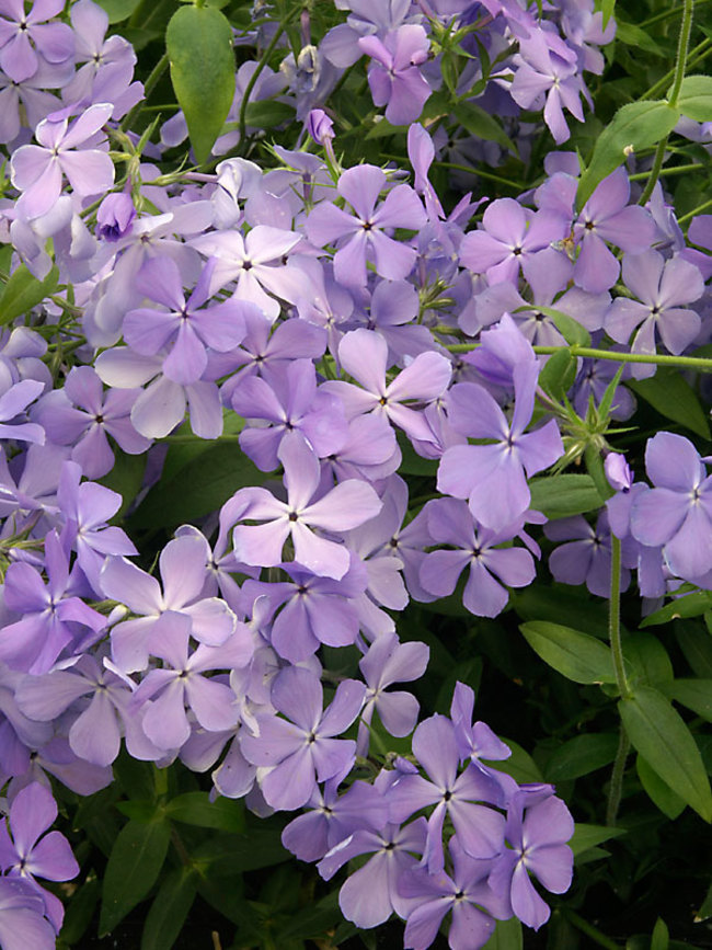 Phlox div. 'Blue Moon'