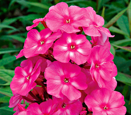 Phlox pan. 'Bubblegum Pink'