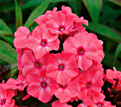 Phlox pan. 'Coral Creme Drop'