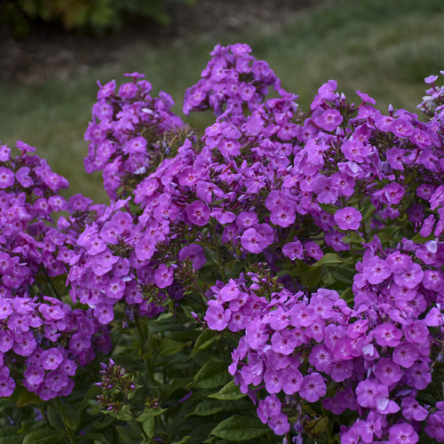 Phlox Garden Girls Cover Girl