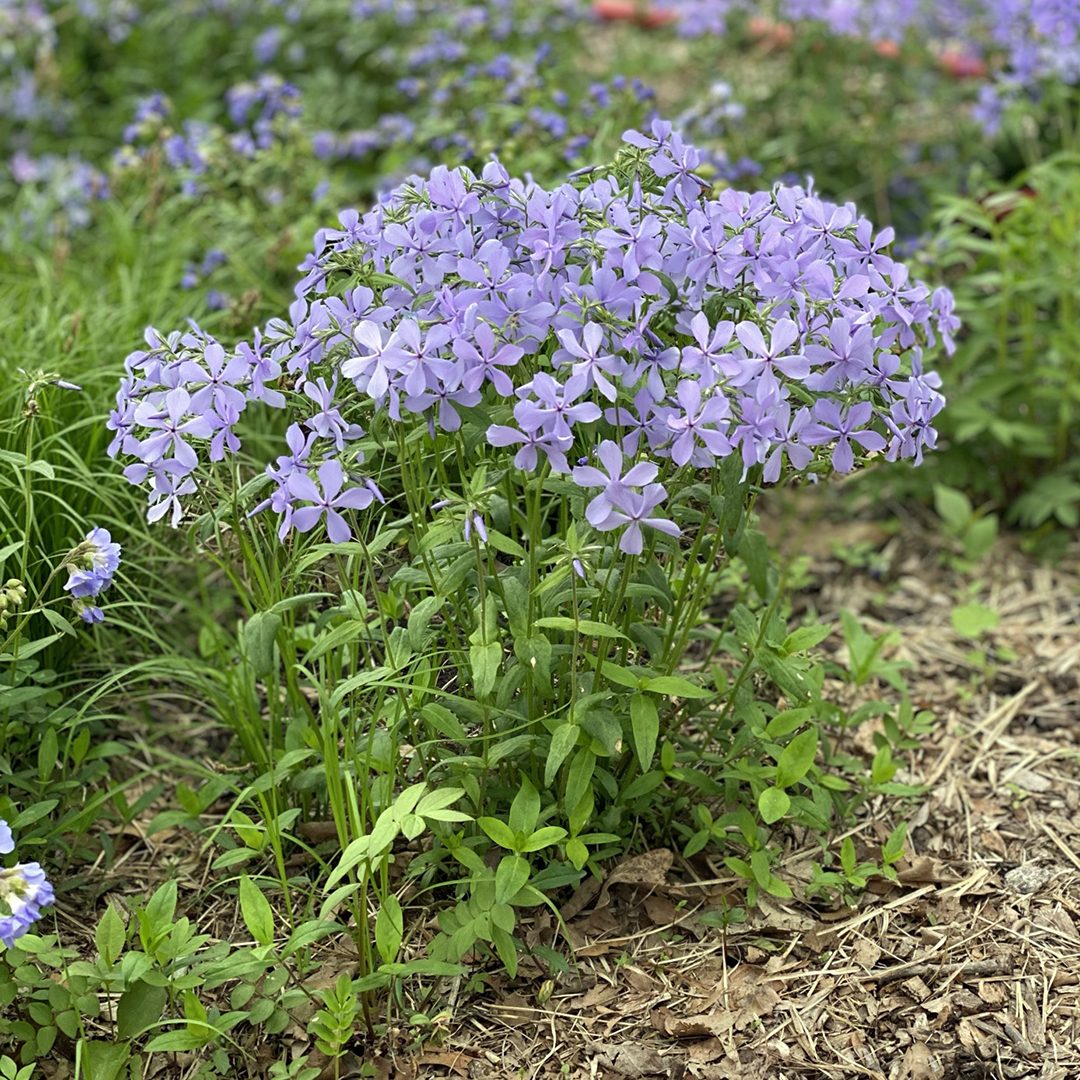 Phlox divaricata