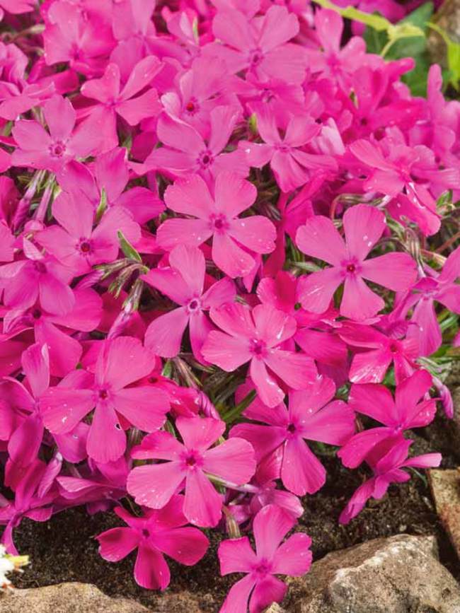 Phlox subulata 'Drummon's Pink'