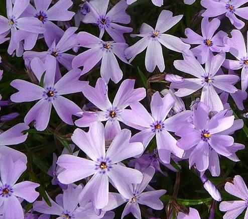 Phlox subulata 'Emerald Blue'