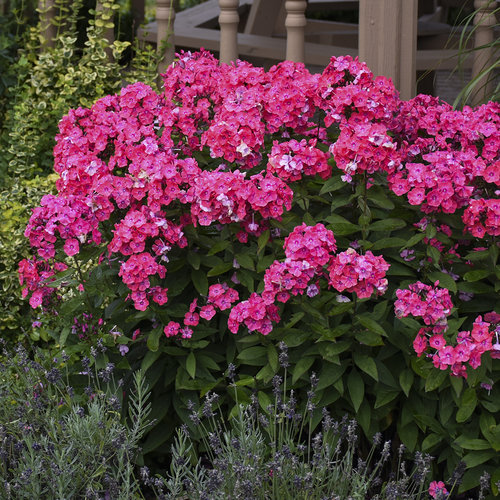 Phlox pan. 'Glamour Girl'