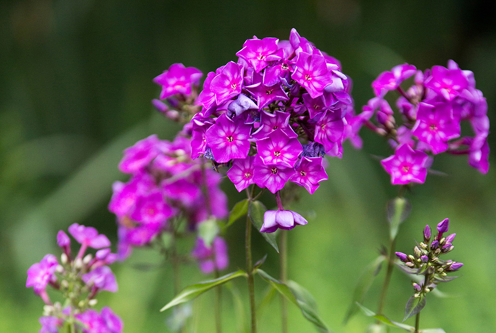 Phlox pan. 'Grape Lollipop'