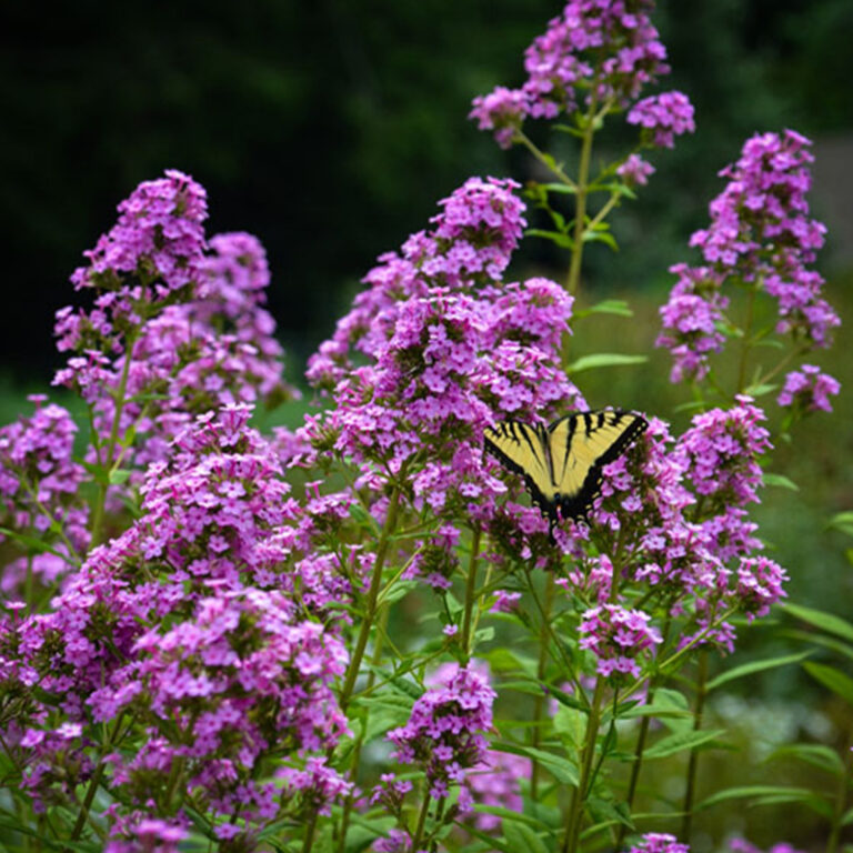 Phlox pan. 'Jeana'