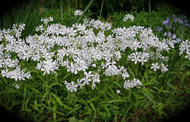 Phlox divaricata 'May Breeze'