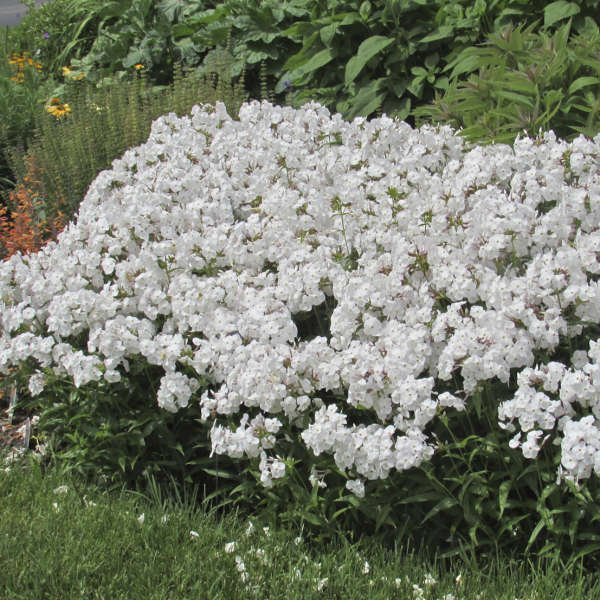 Phlox 'Minnie Pearl'