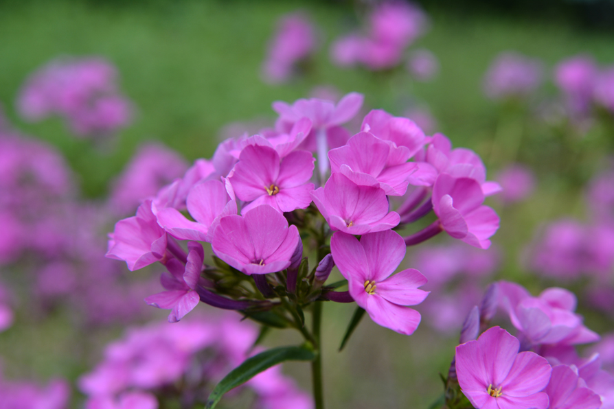 Phlox glaberrima 'Morris Berd'