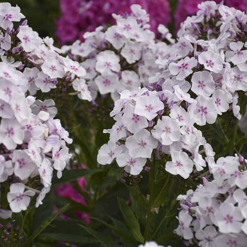 Phlox Garden Girls Party Girl