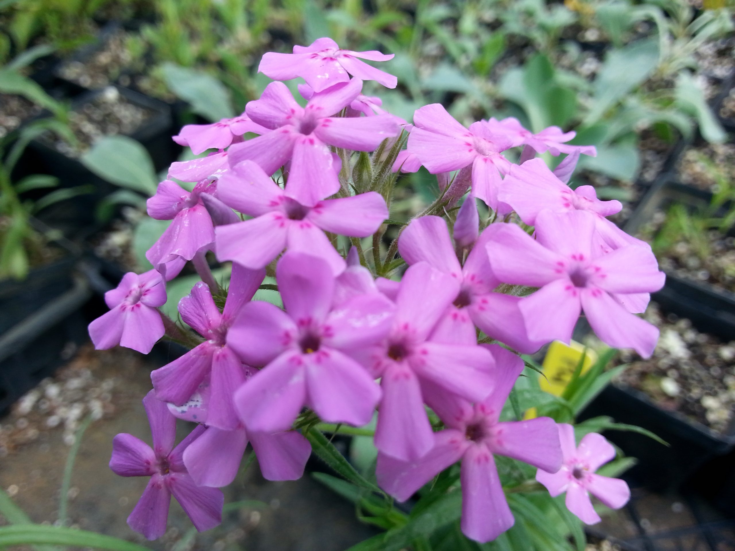 Phlox pilosa