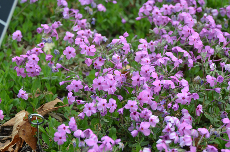 Phlox Pink Ridge