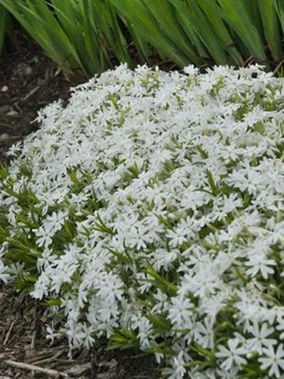 Phlox subulata 'Snowflake'