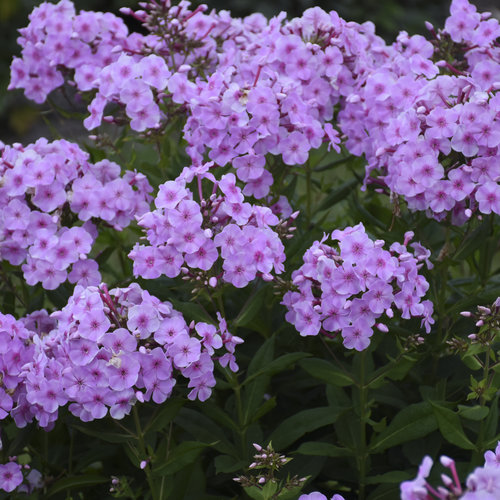 Phlox Garden Girls Uptown Girl