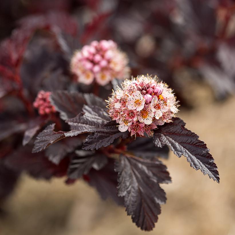 Physocarpus o. 'Fireside'