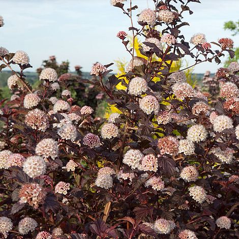 Physocarpus o. 'Lady In Red'