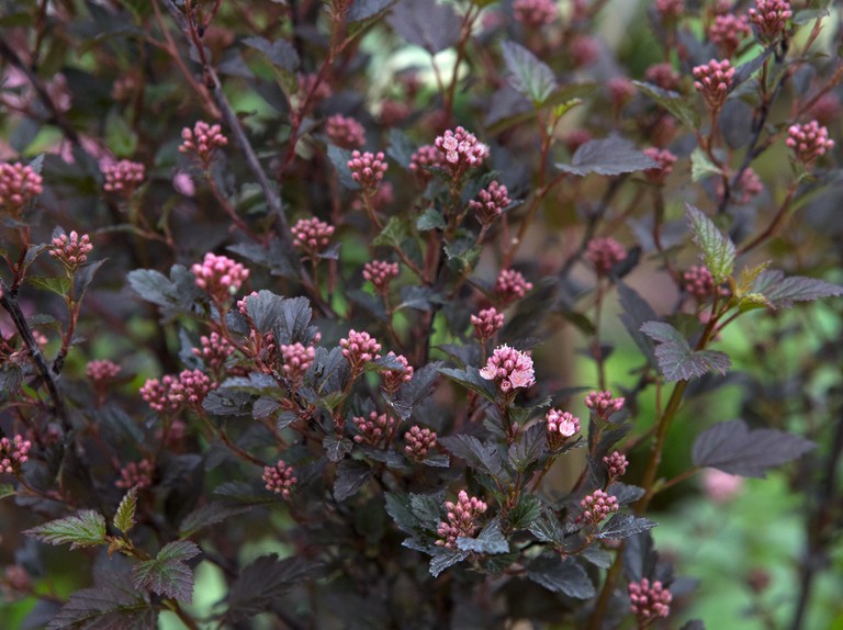 Physocarpus o. 'Little Devil'