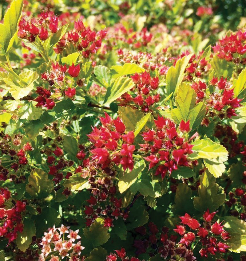 Physocarpus 'Raspberry Lemonade'