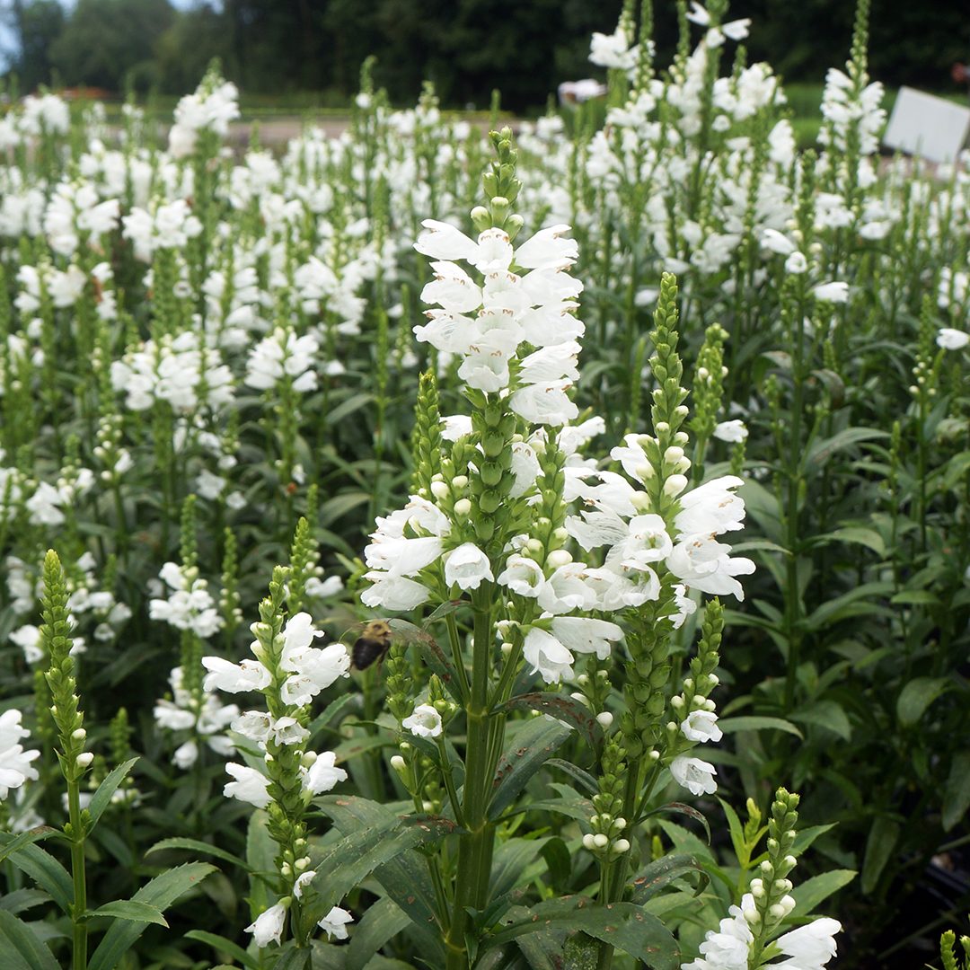 Physostegia v. 'Miss Manners'