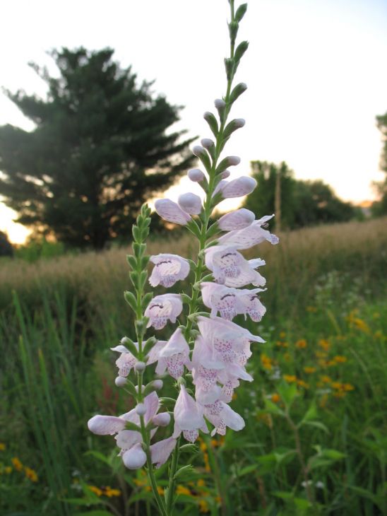 Phystostegia Virginiana
