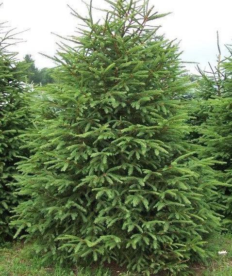 Picea abies