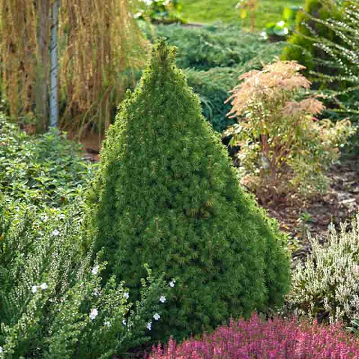 Picea glauca 'Conica'