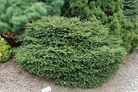 Picea abies 'Nidiformis'