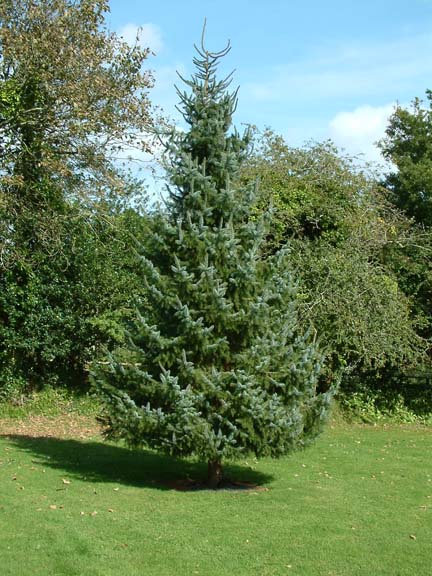 Picea omorika