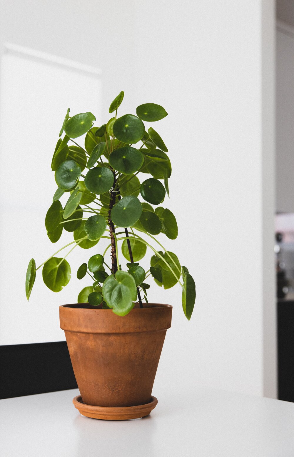 Pilea pepeomioides