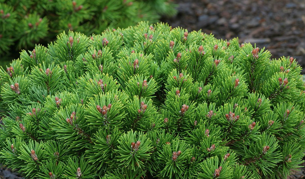 Pinus mugo