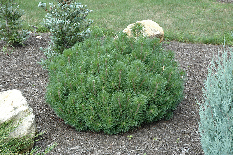 Pinus mugo 'Enci'