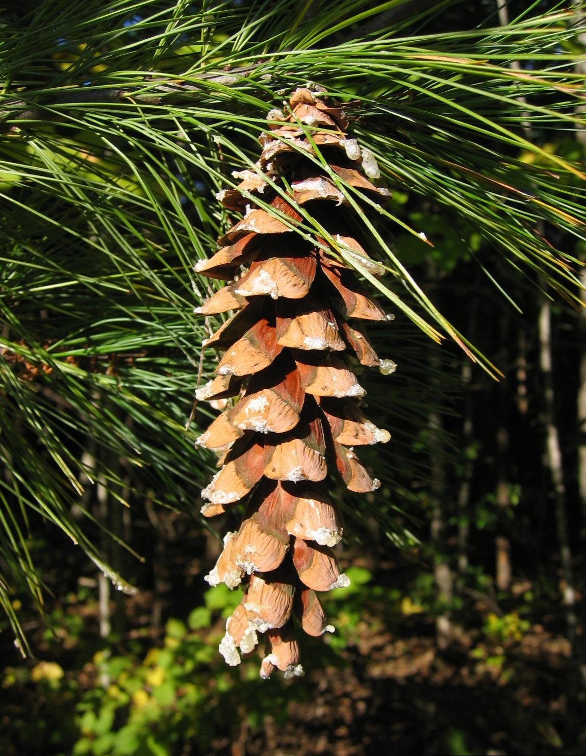 Pinus strobus