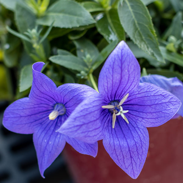 Platycodon 'Pop Star Blue'