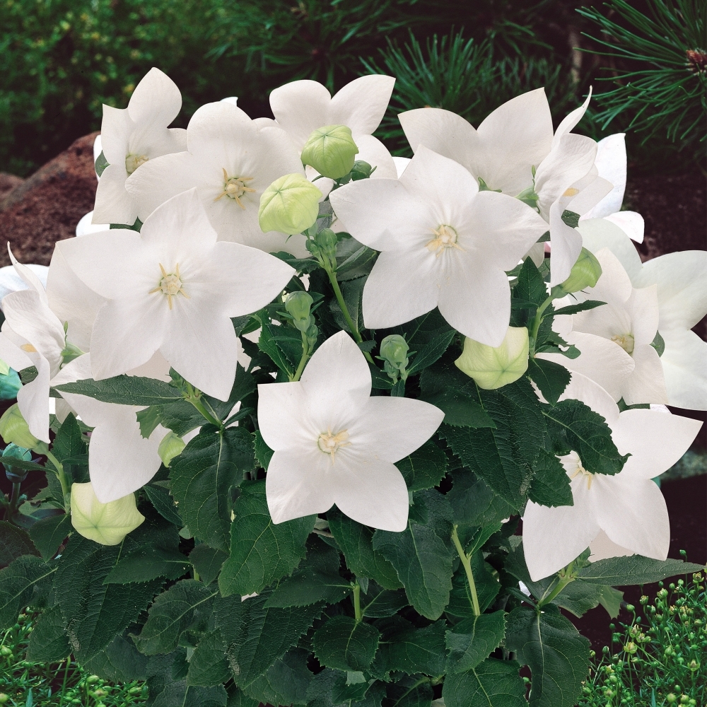 Platycodon 'Pop Star White'