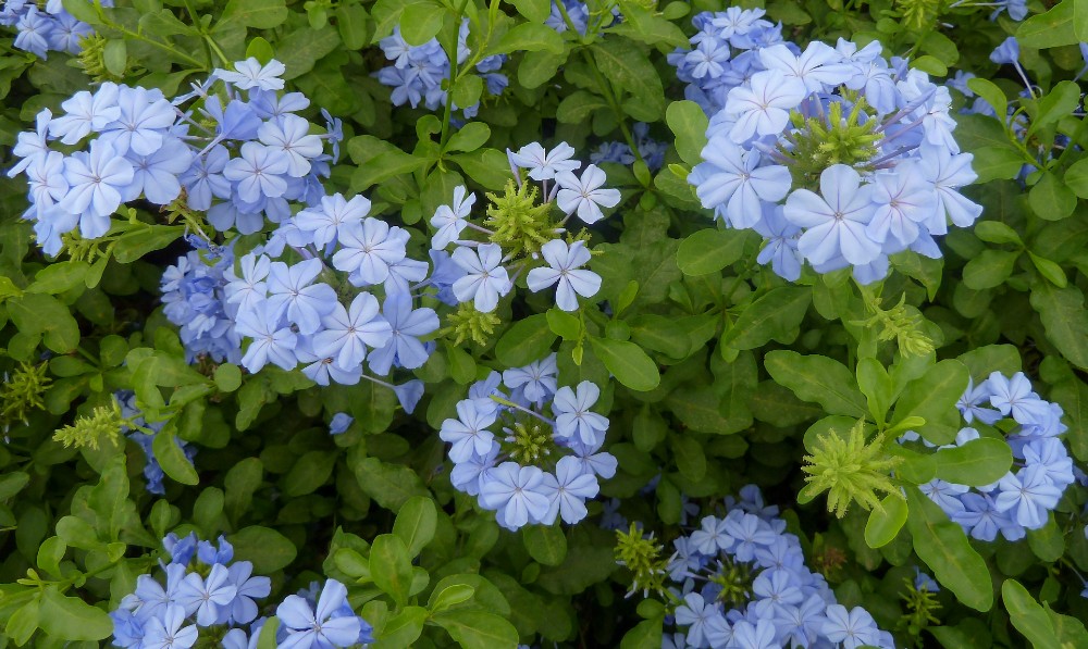 Plumbago Imperial Blue