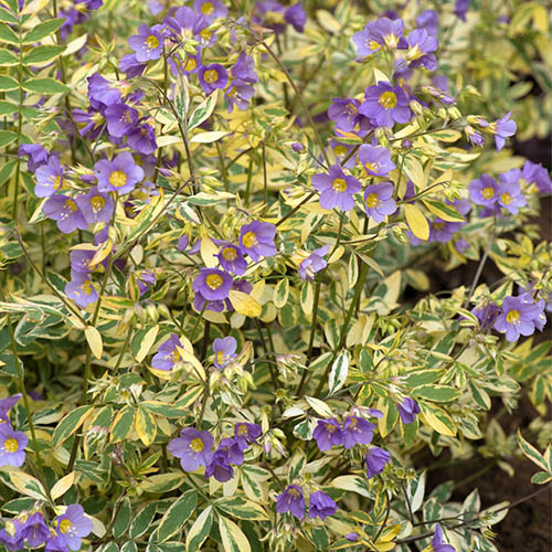 Polemonium pul 'Golden Feathers'