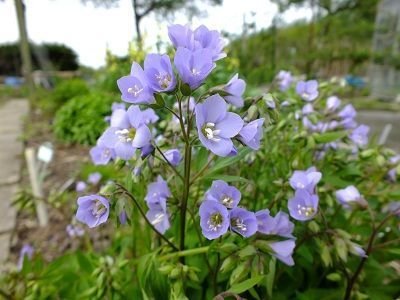 Polemonium 'Sonia's Bluebell'