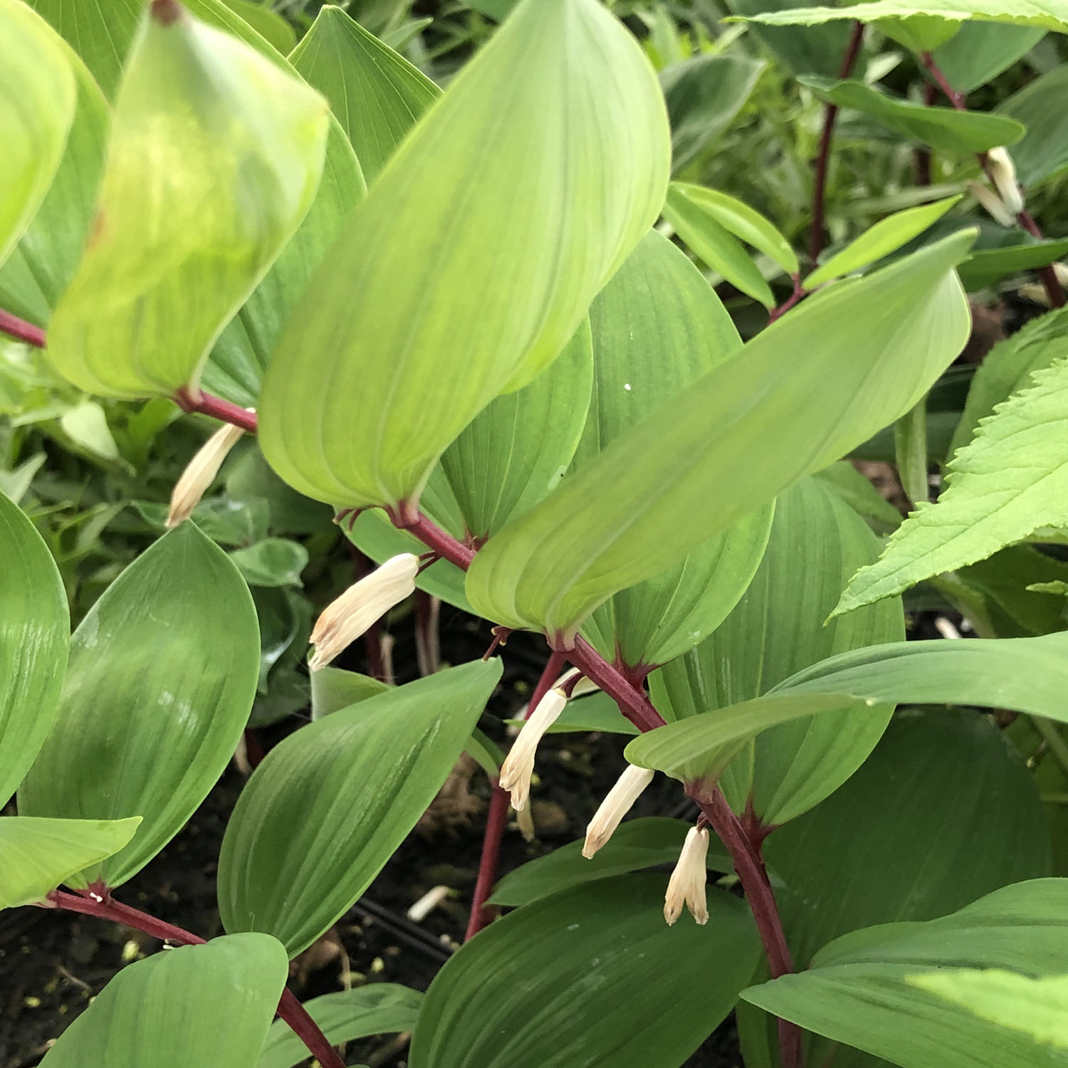 Polygonatum b. 'Ruby Slippers