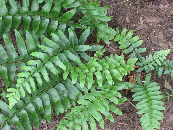 Polystichum acrostichoides