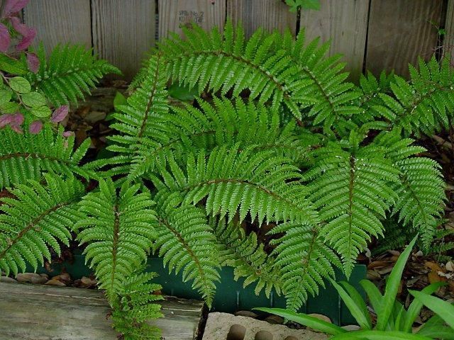 Polystichum polyblepharum