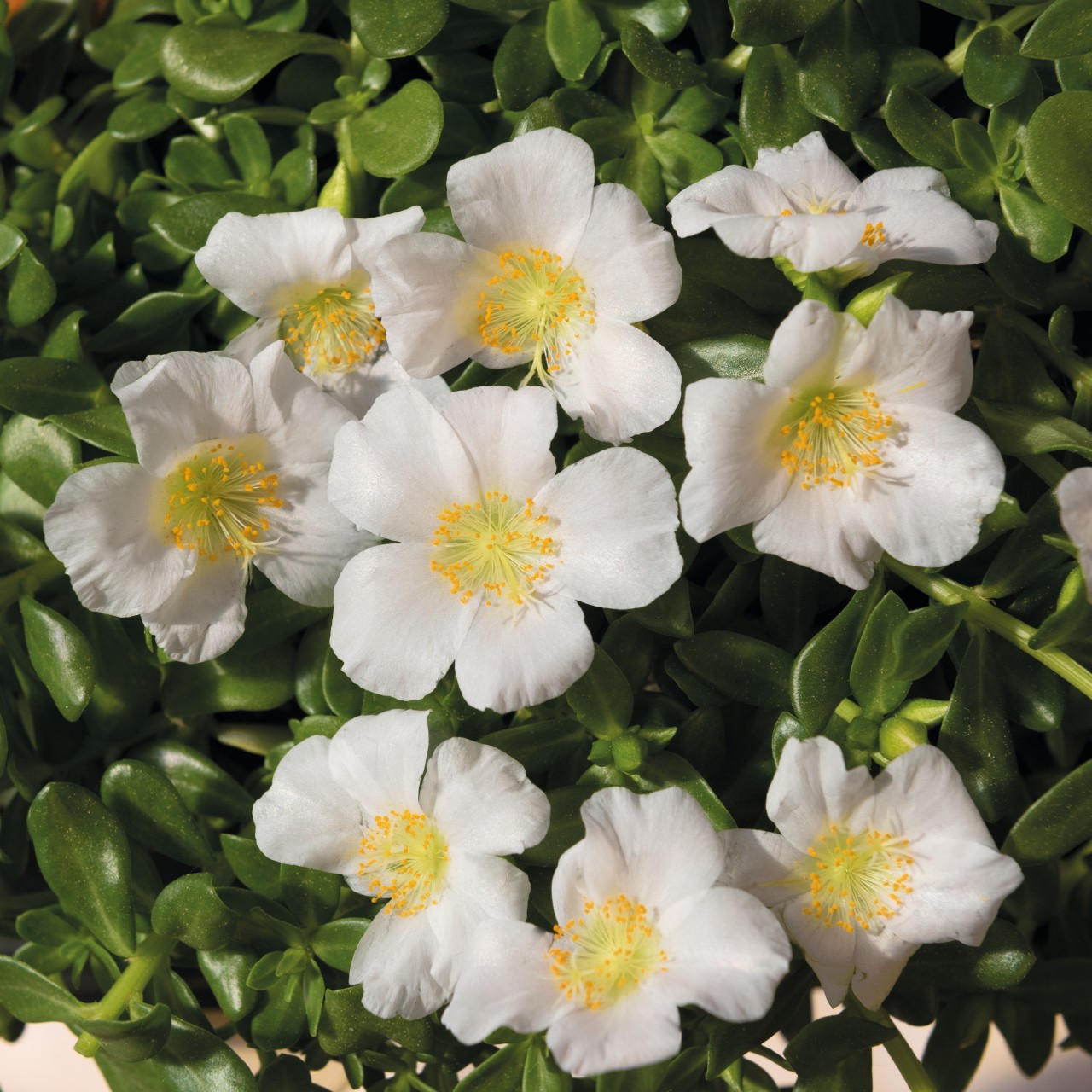 Portulaca Cupcake Coconut