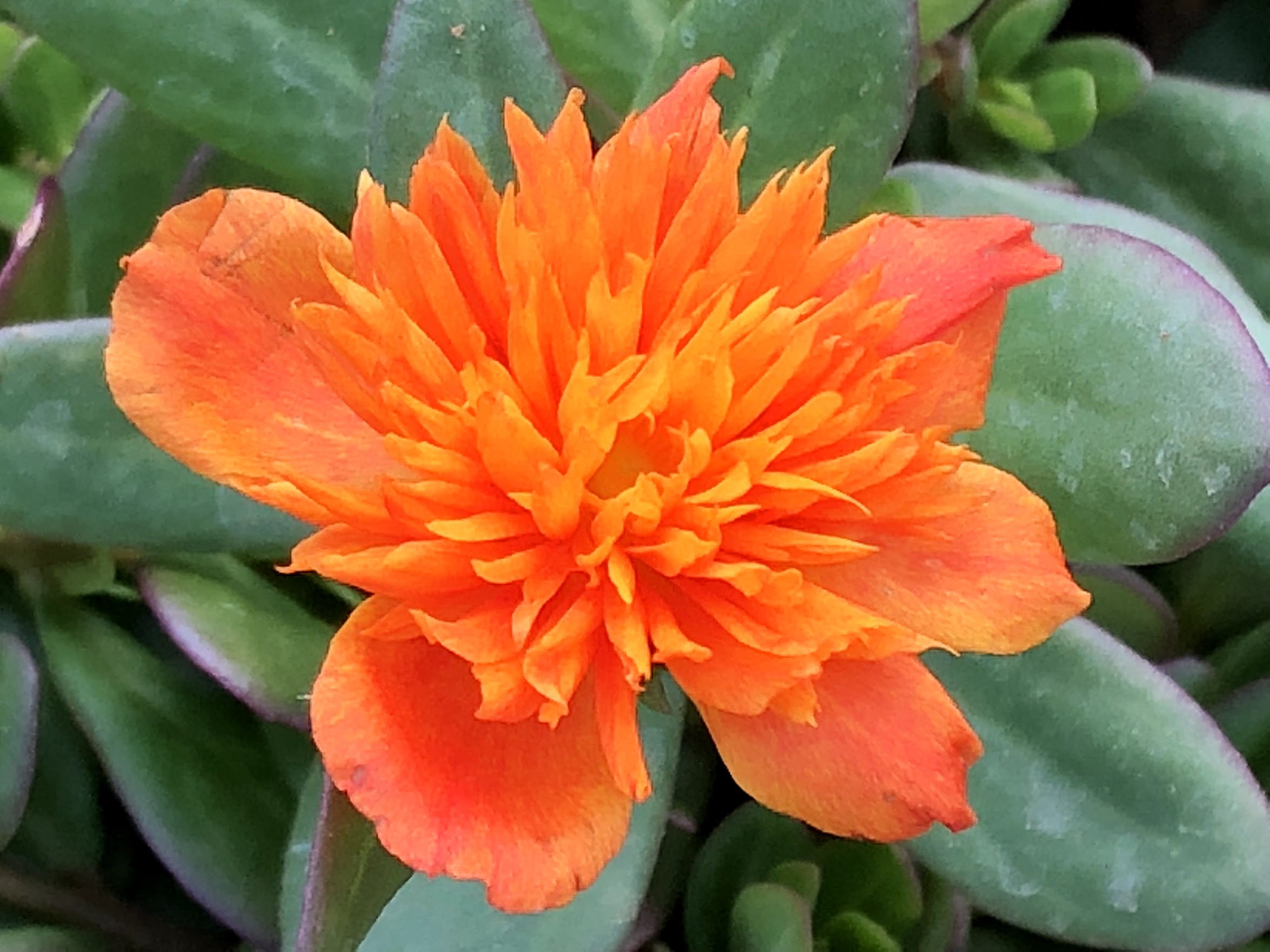 Portulaca ColorBlast 'Double Orange'