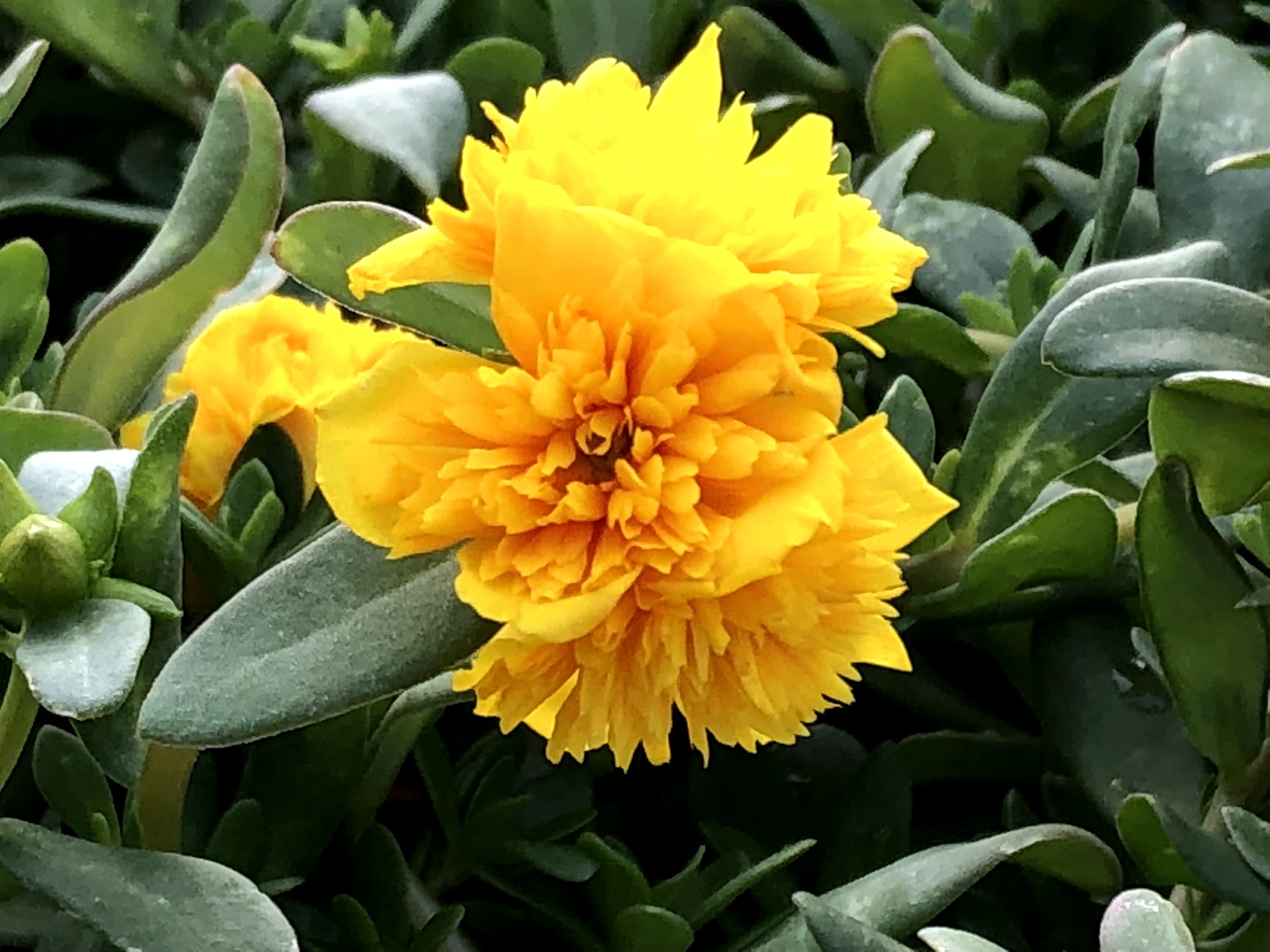 Portulaca ColorBlast 'Double Yellow'