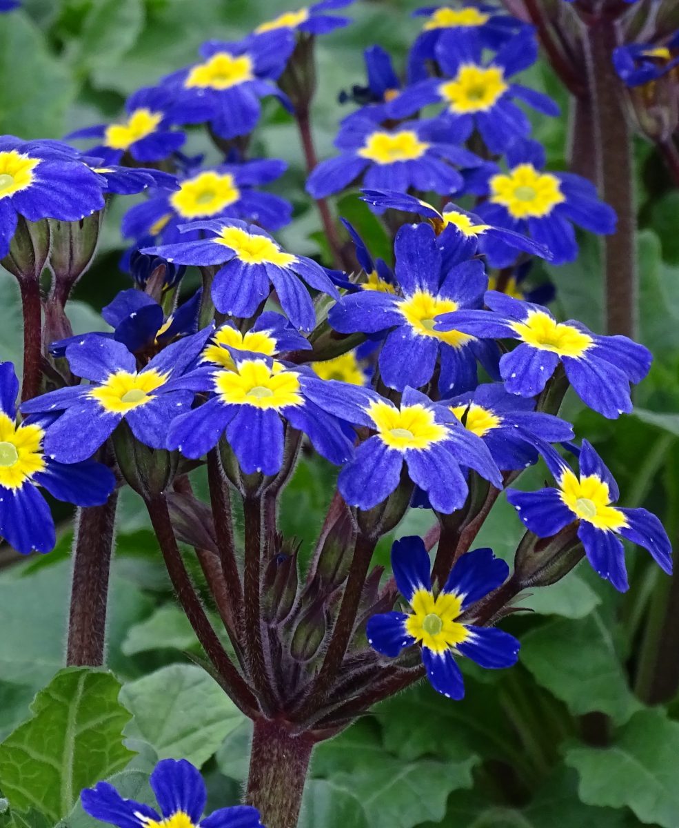 Primula 'Oakleaf Blue'