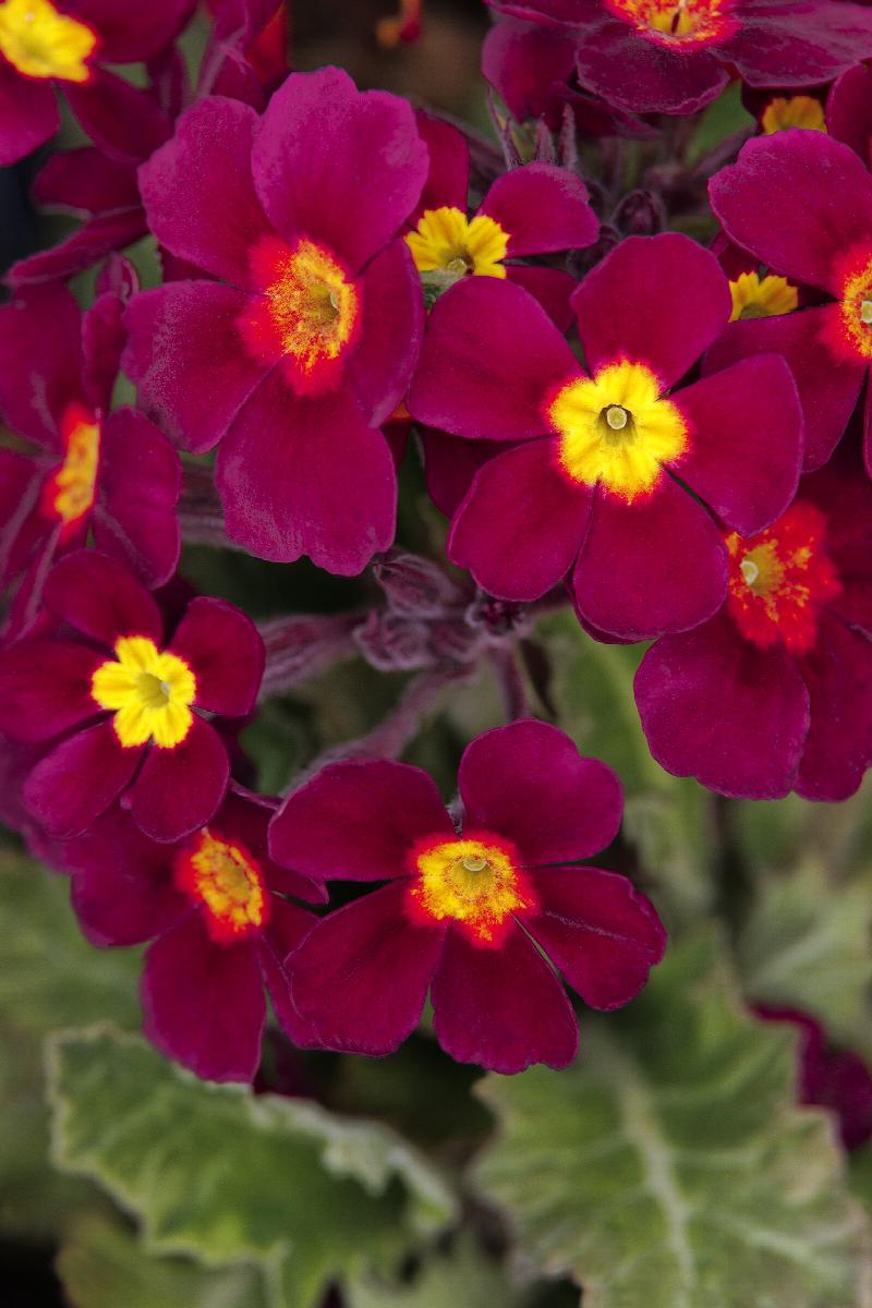 Primula 'Oakleaf Magenta'